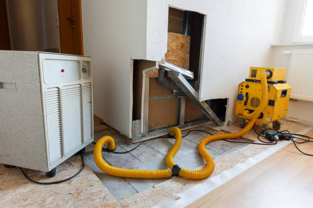 Best Attic Mold Removal  in Russellville, KY