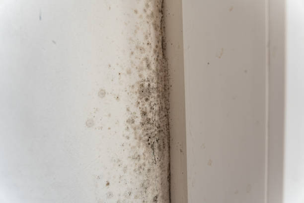 Best Indoor Air Quality Assessment  in Russellville, KY