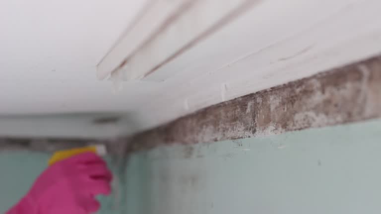 Mold Documentation for Insurance Claims in Russellville, KY